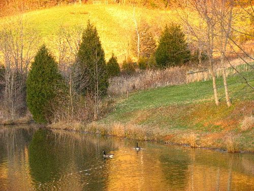 A couple of ducks are swimming in a lake surrounded by trees.