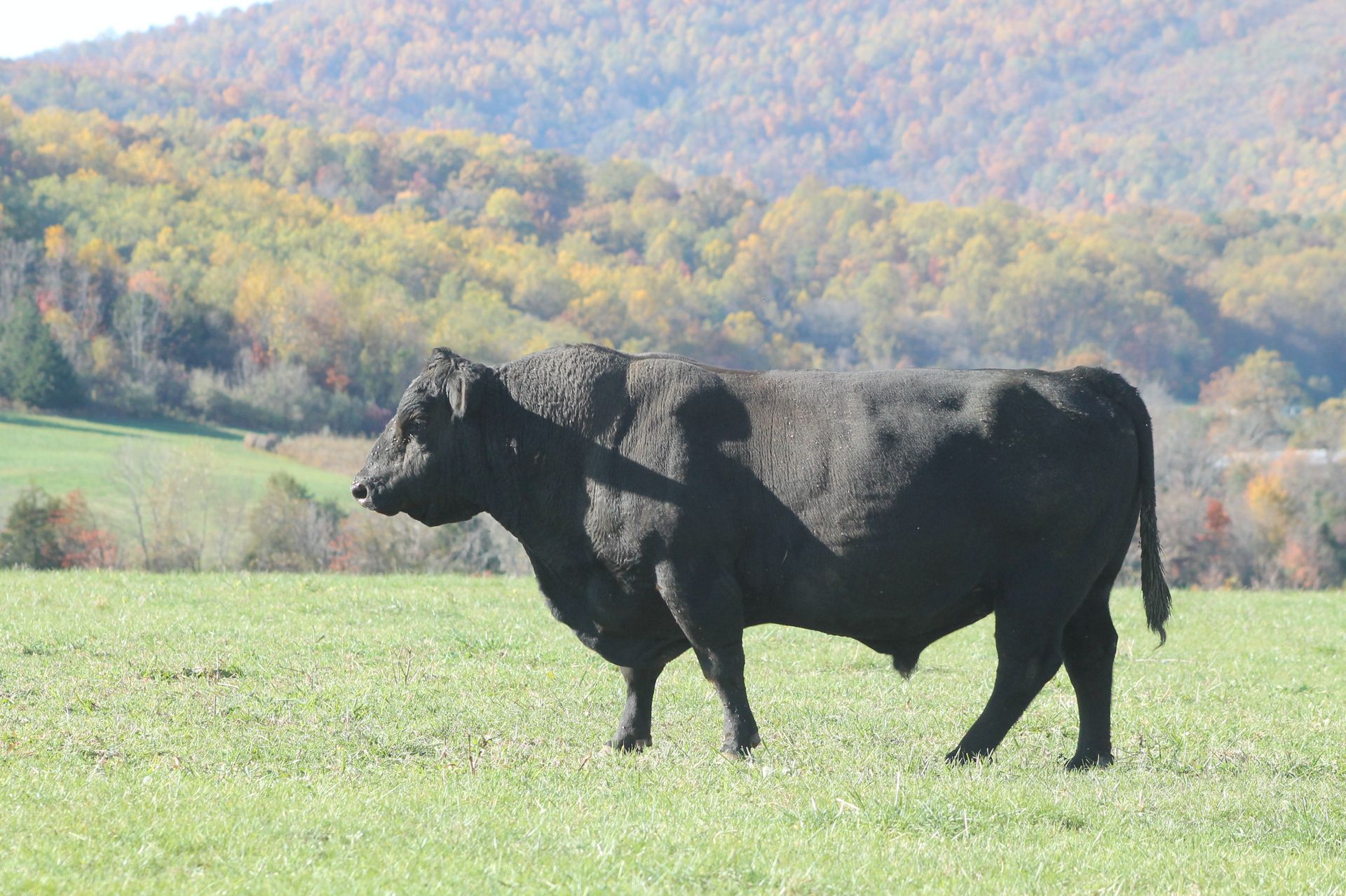 Two black cows are standing in a grassy field.