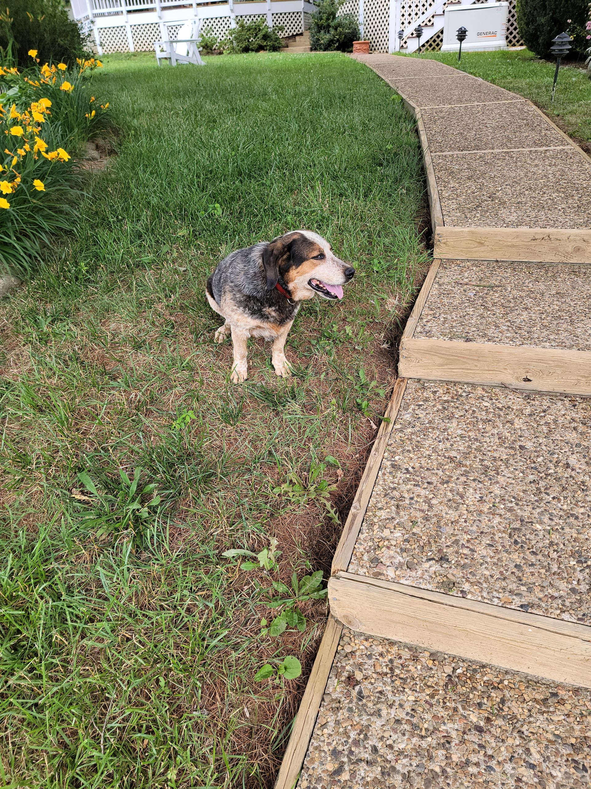 A dog is standing in the grass next to a sidewalk.