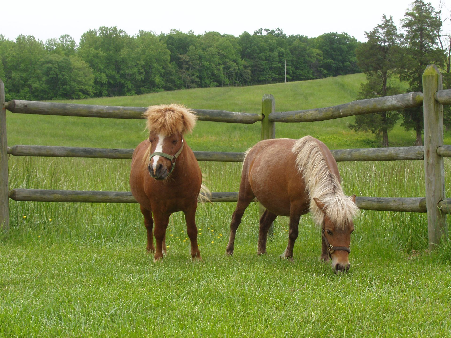 Two ponies grazing in a grassy field next to a wooden fence