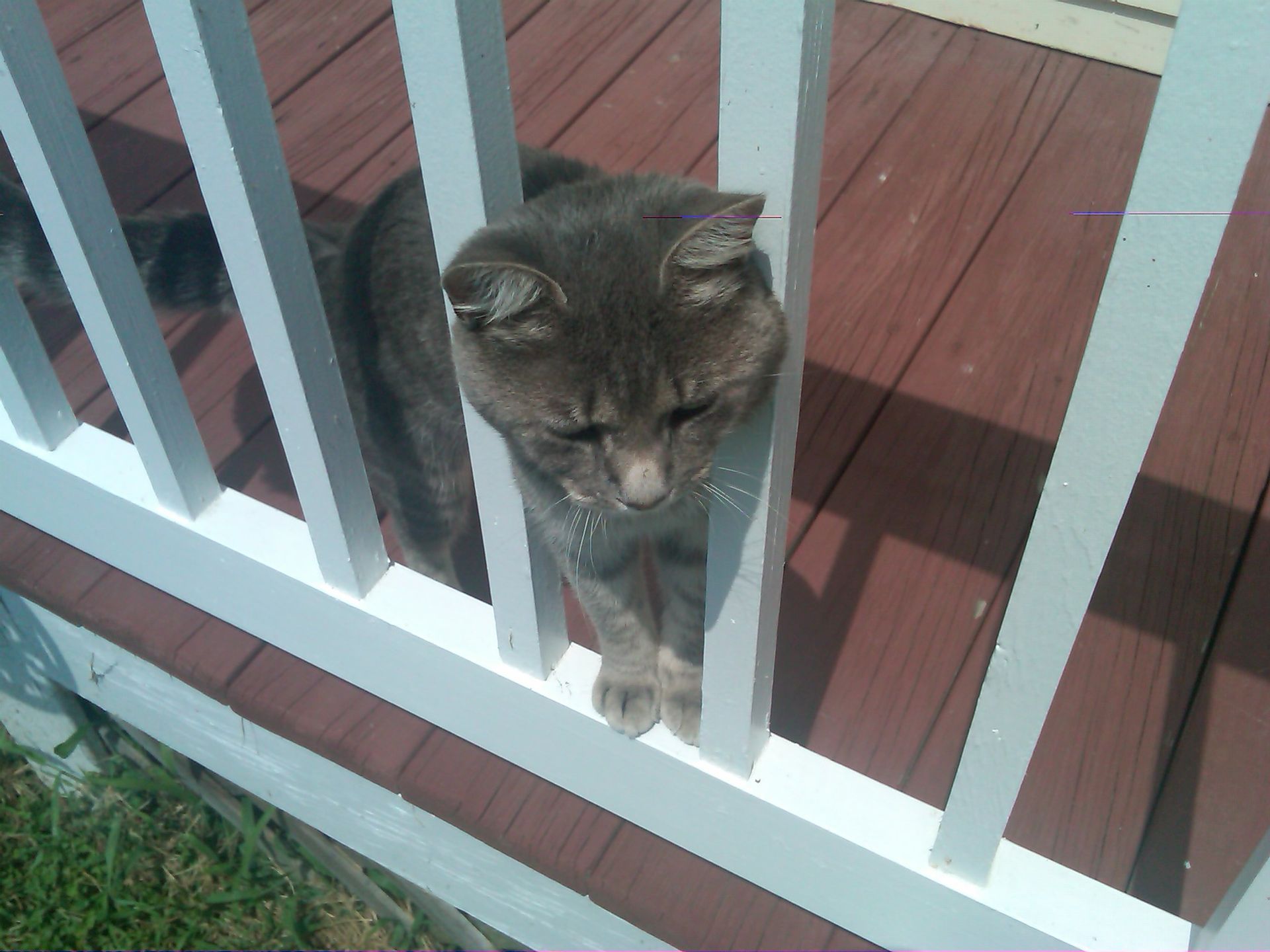 A cat is behind a white railing on a deck