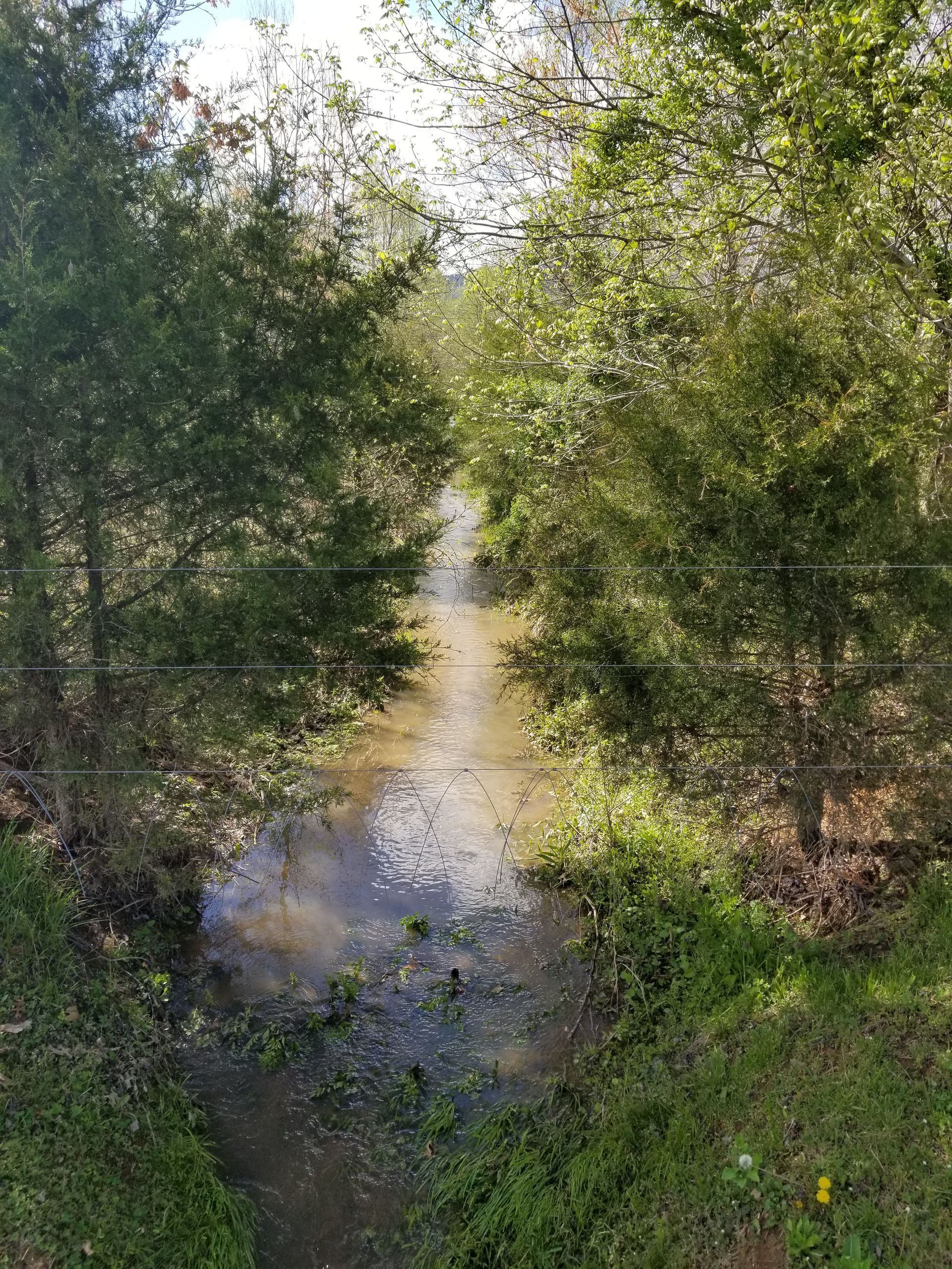 A small stream surrounded by trees and grass in the middle of a forest.