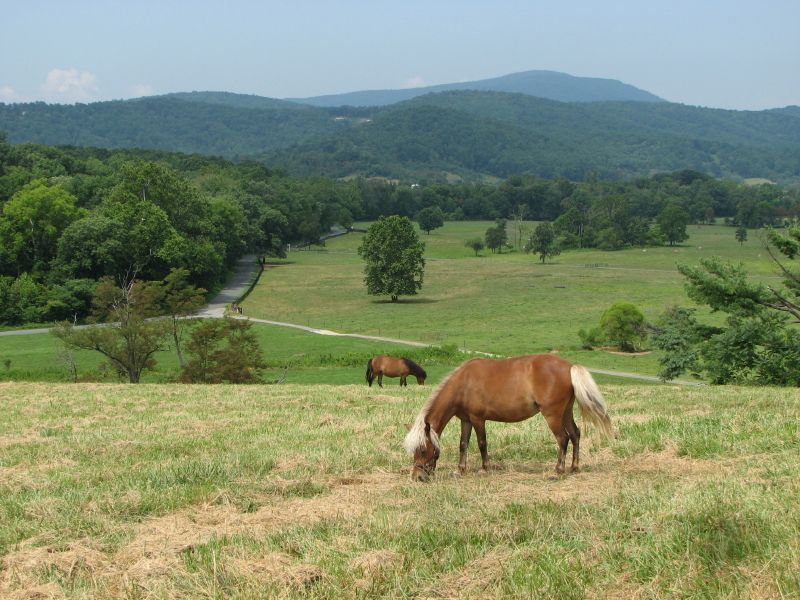Two horses grazing in a field with mountains in the background