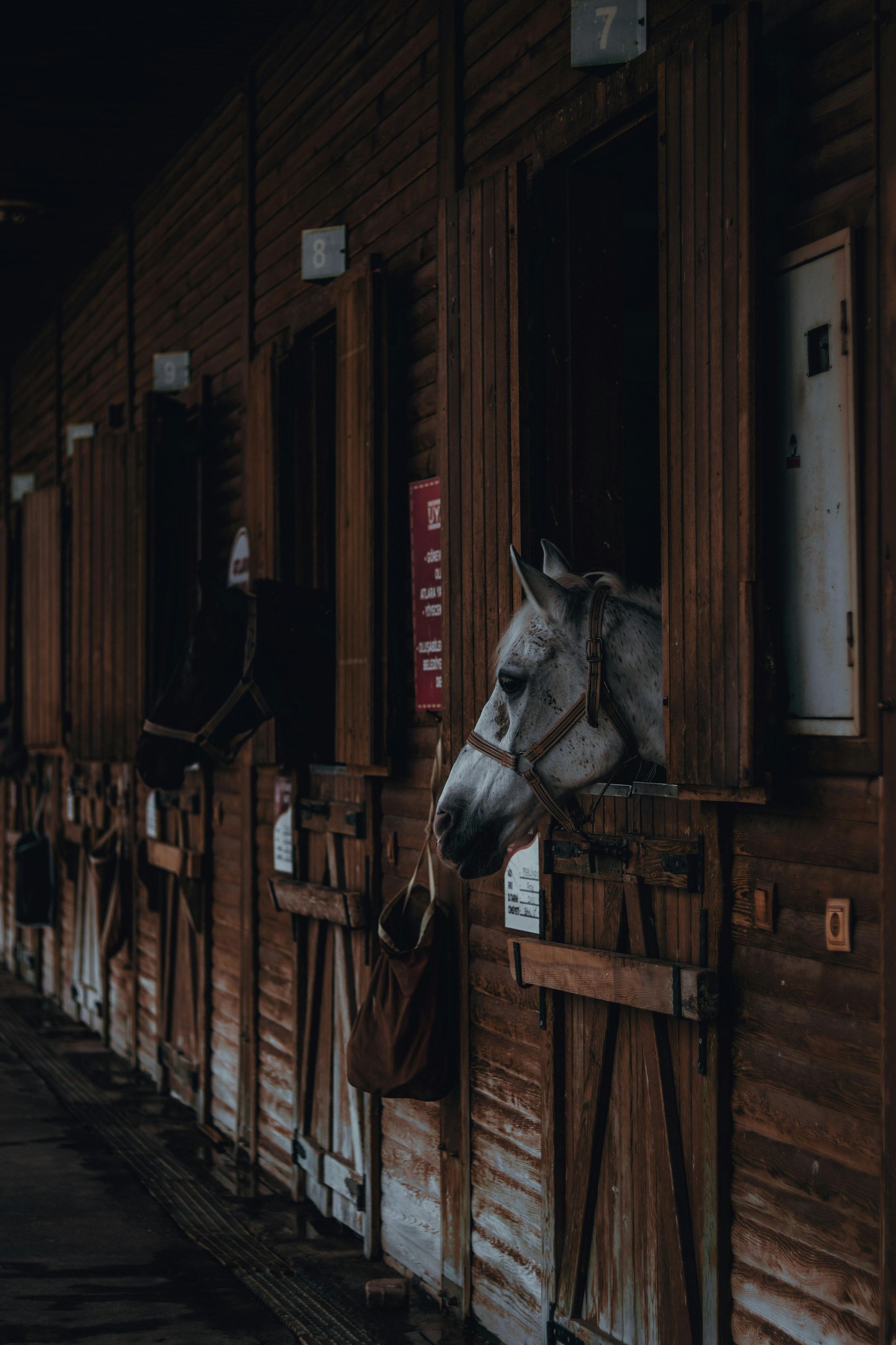 Horse in stall, head out window; wooden stable with other horses, dim lighting.