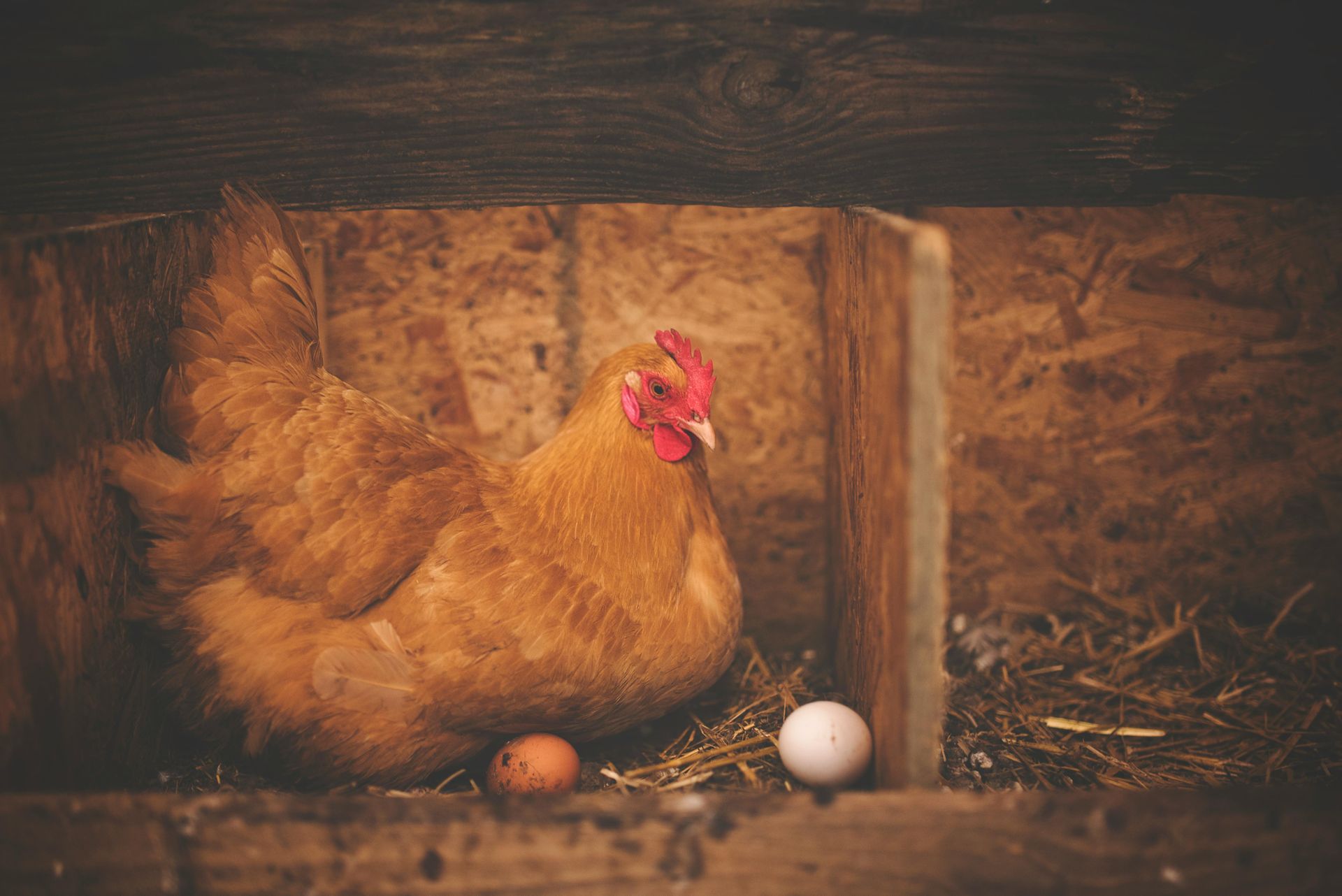 A bowl of eggs is sitting on a napkin on a table.