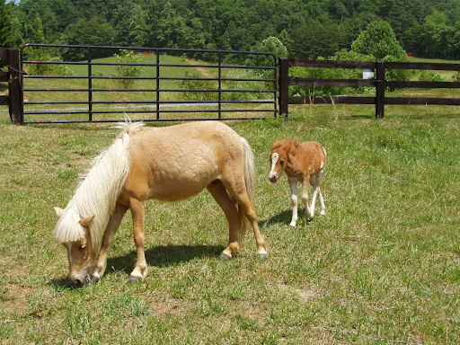 Best Farm Stay Airbnbs in Virginia for a Unique Getaway
