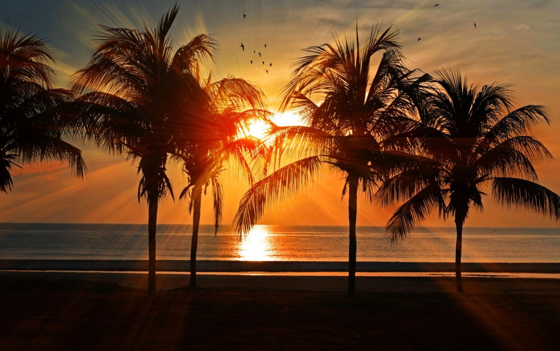 Sunset over a beach with silhouetted palm trees and orange reflections on the water