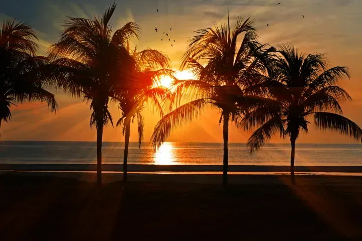 Sunset over a beach with silhouetted palm trees and orange reflection on the water