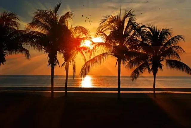 Sunset over the ocean with silhouetted palm trees and golden reflections on the water