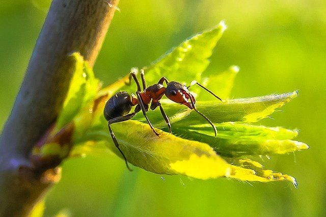 Fourmi sur une feuille verte, corps brun rougeâtre, tête noire, perchée sur une branche, en plein soleil.