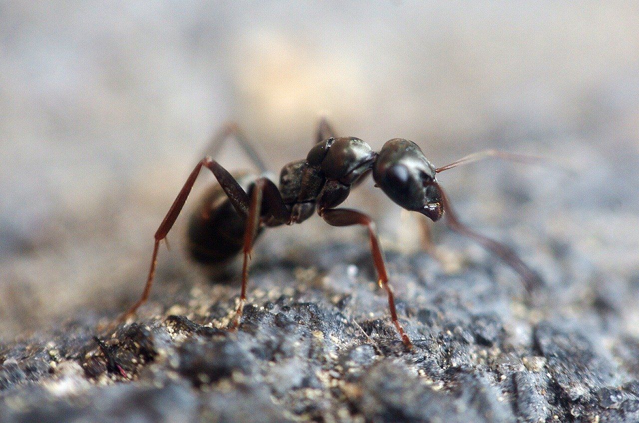 Fourmi noire aux pattes rougeâtres sur une surface sombre et texturée.