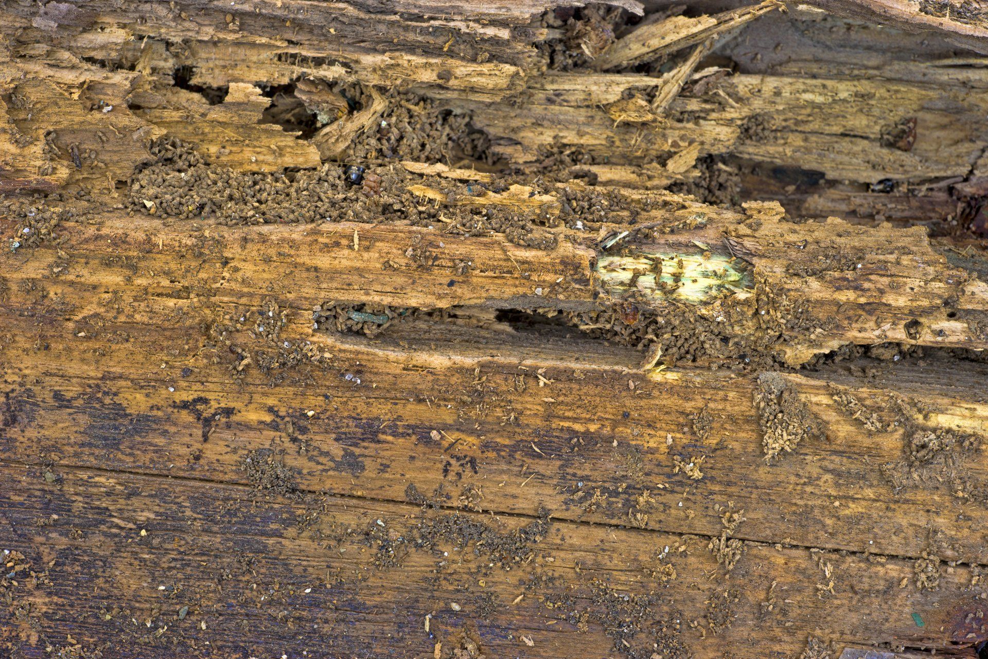 Bois pourri, brun et foncé, avec des traces d'insectes et des galeries visibles.