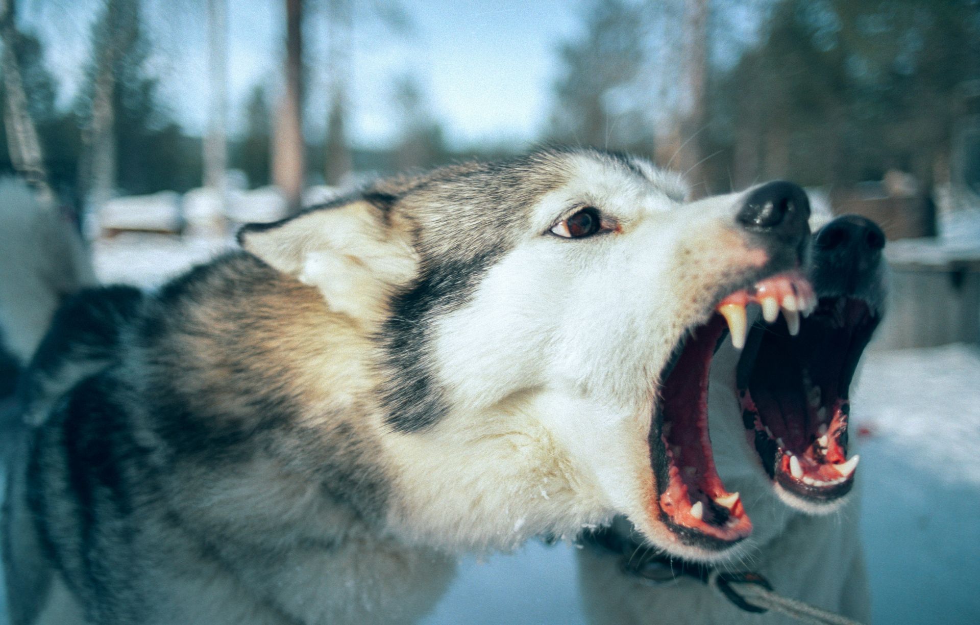 Two huskies baring teeth and snarling in a snowy, outdoor setting.