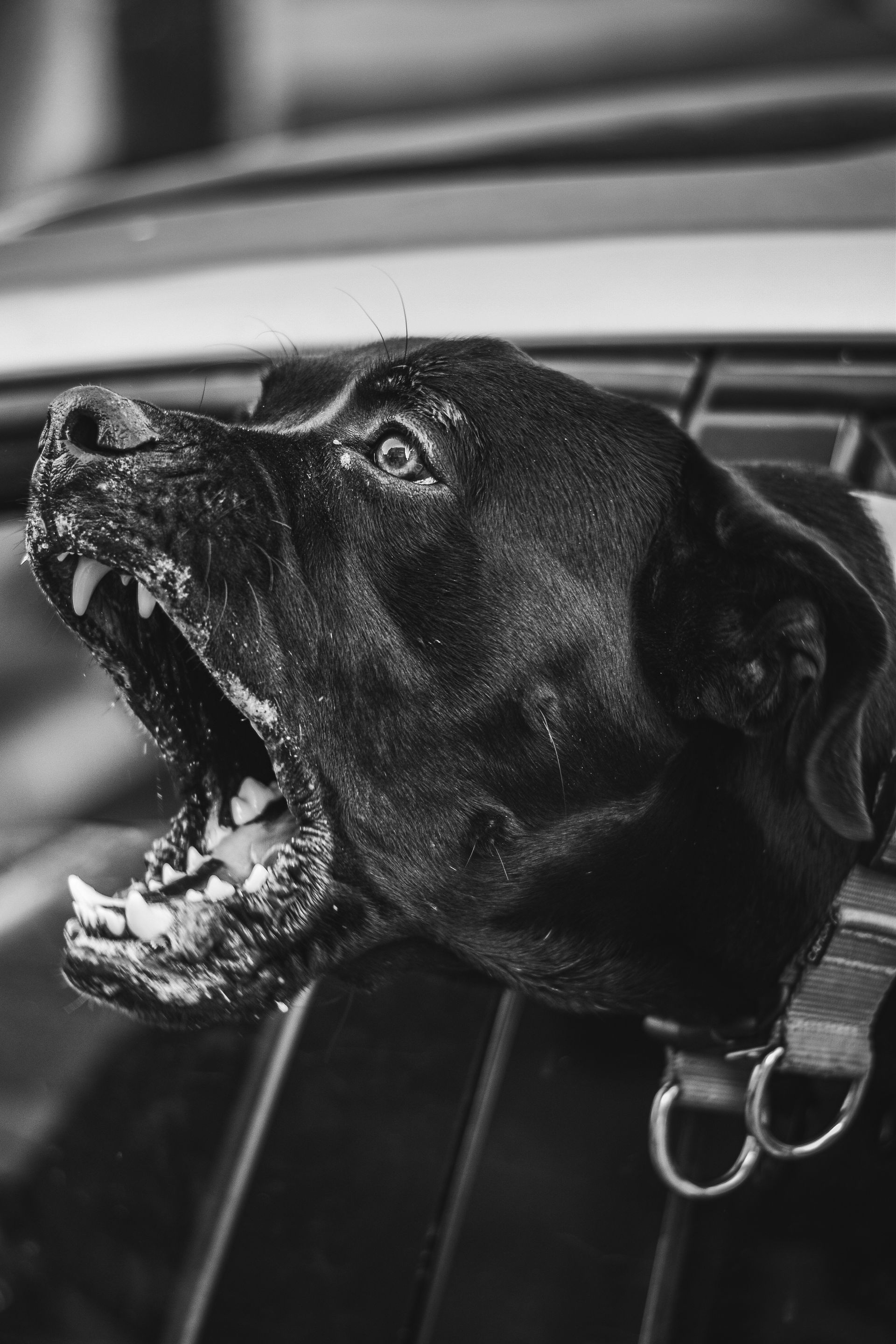 Black dog with snarling expression, head out car window.