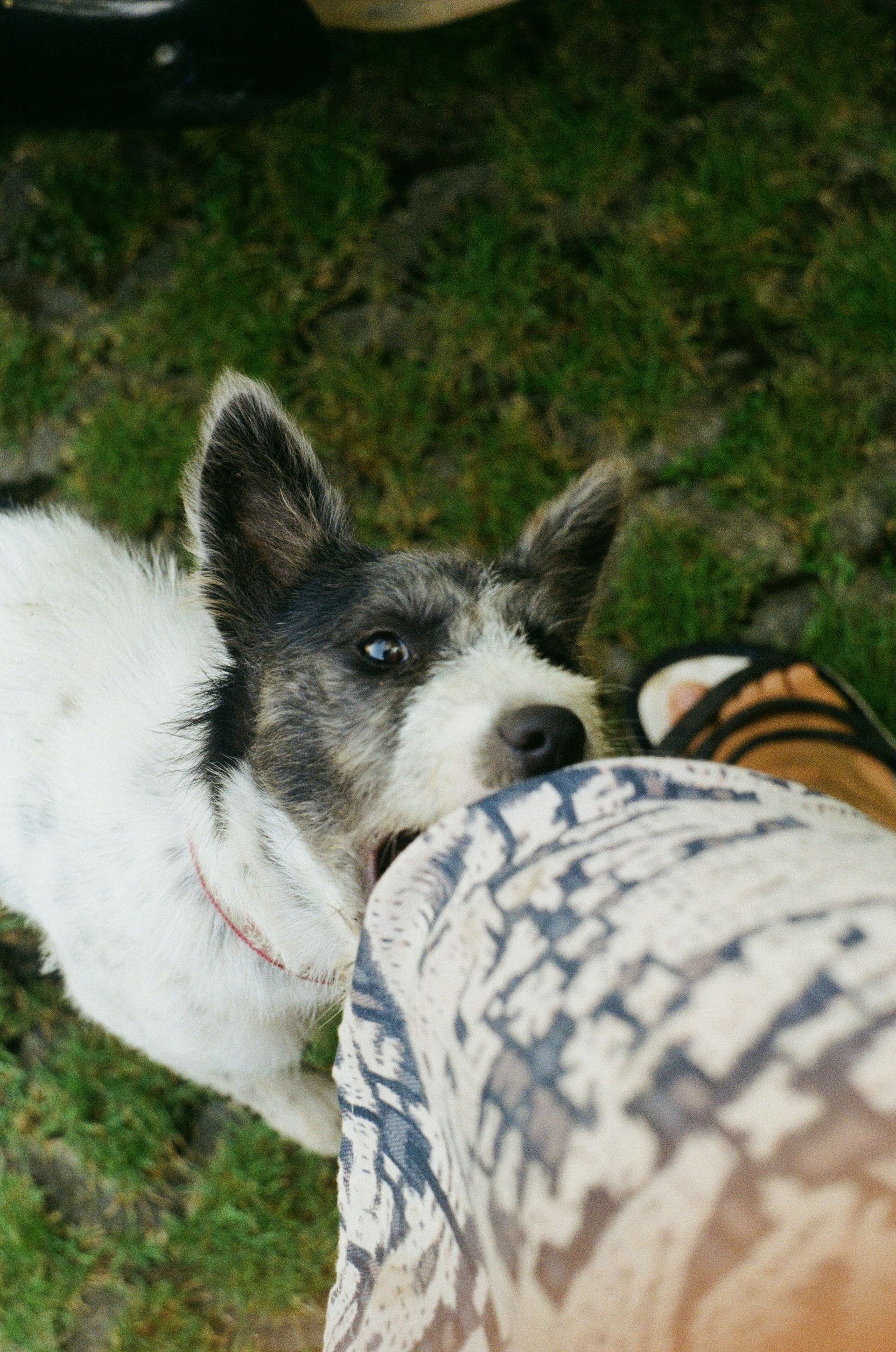 Dog biting a person's leg. White dog with black markings. Green grass background.