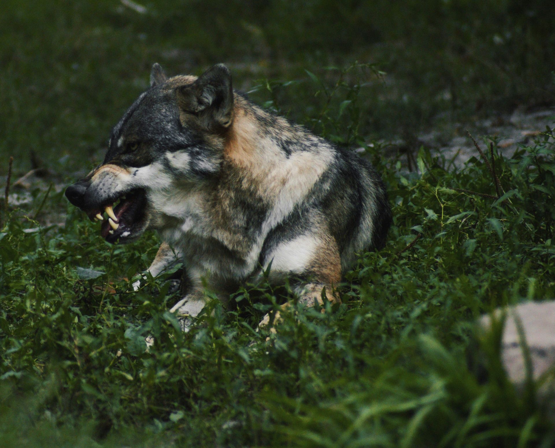 Gray wolf snarling in green grass.