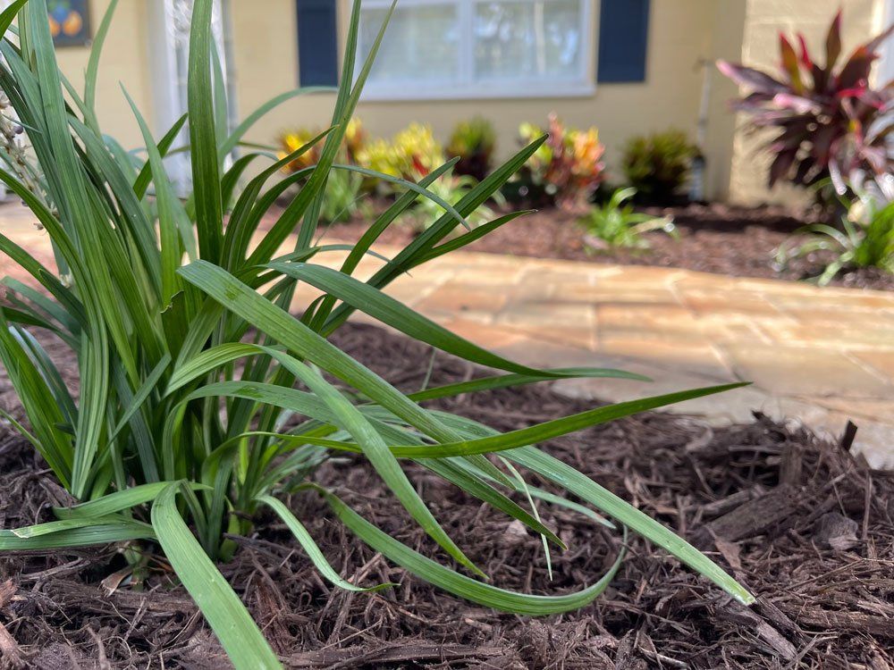 A close up of a plant in a garden with a house in the background.