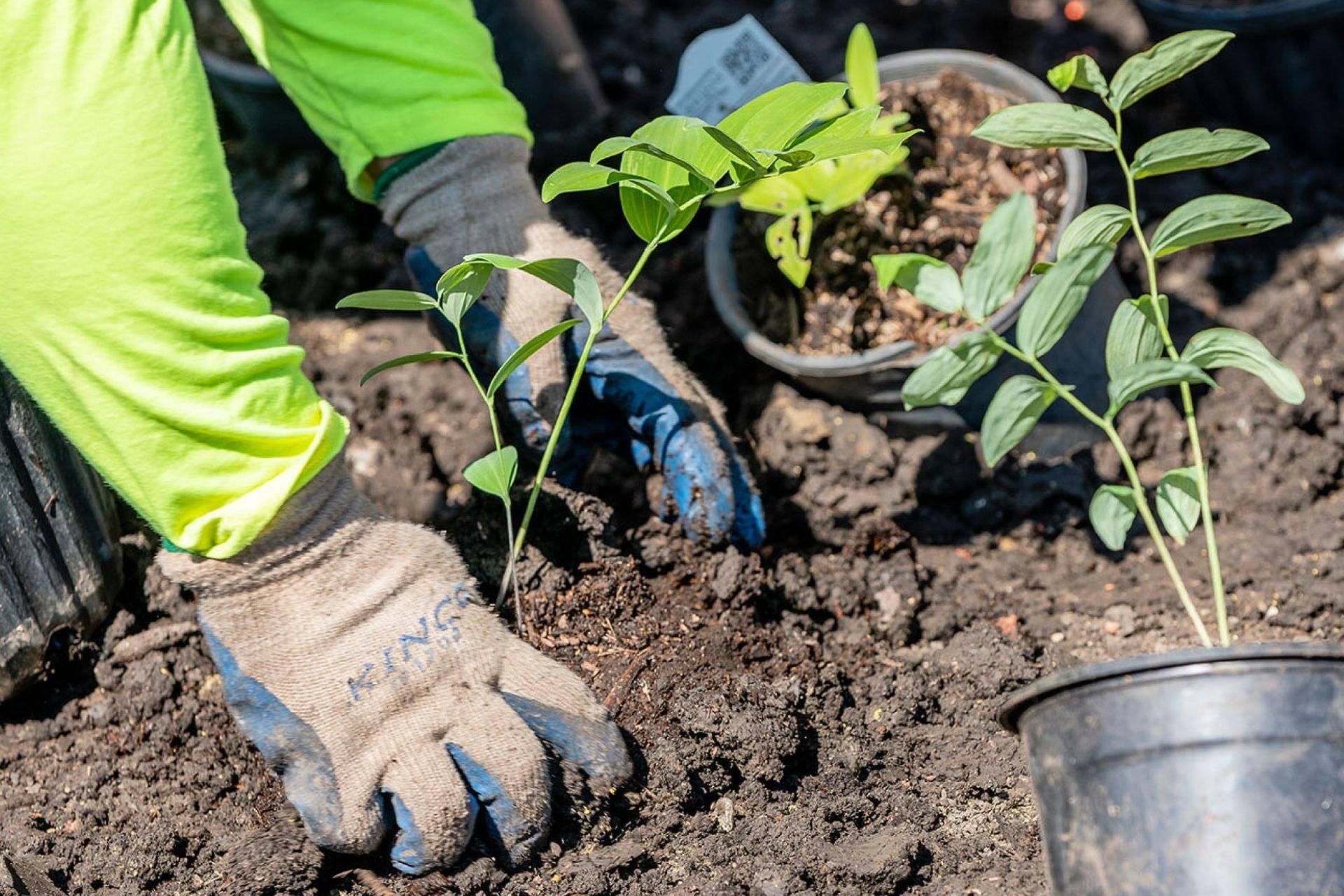 A person is planting a plant in a pot in the dirt.