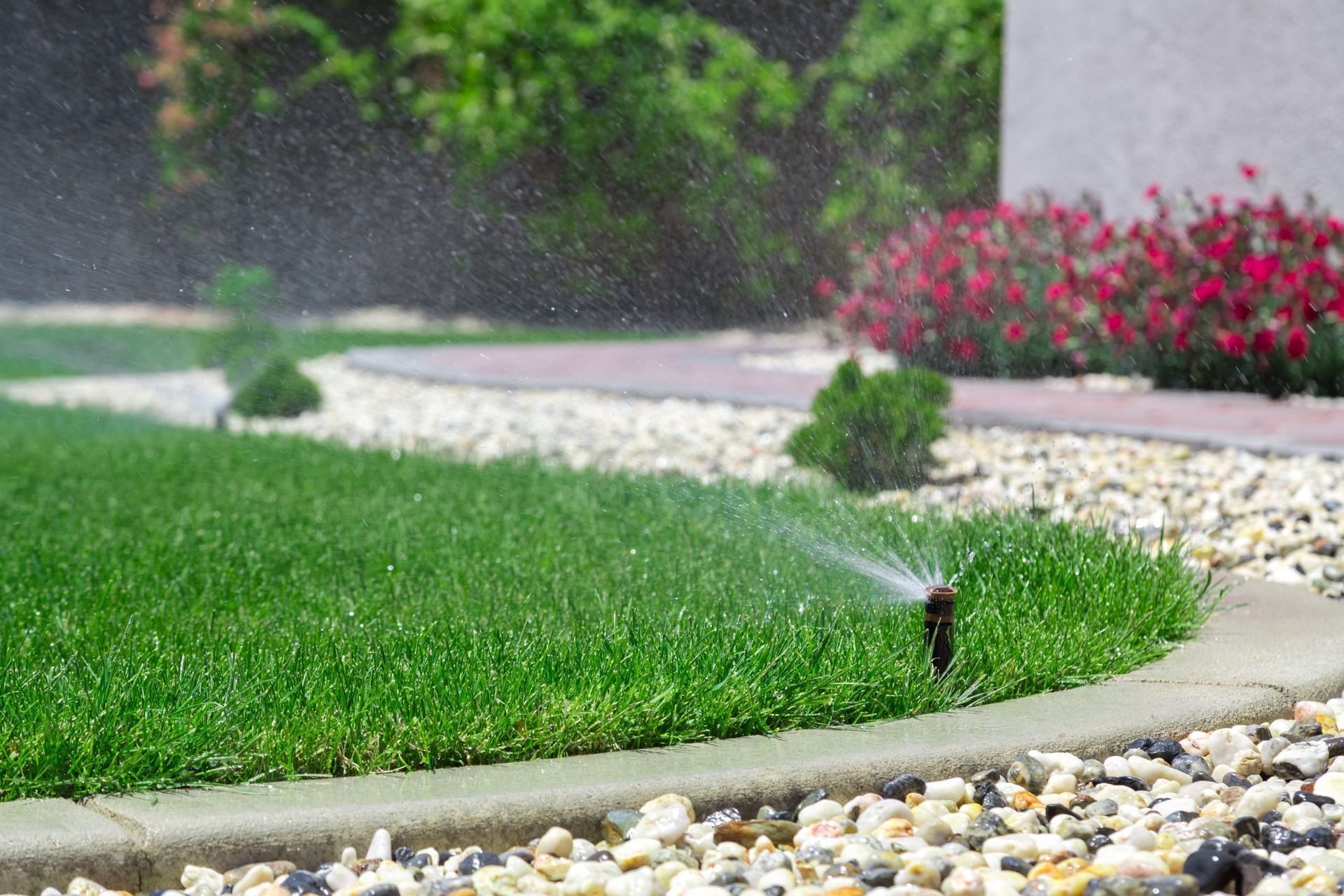 Lawn sprinkler watering a green lawn beside a curved garden path and red flowers