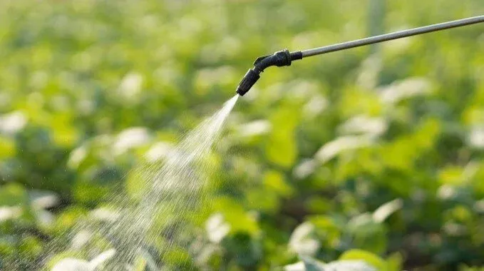 Una persona sta spruzzando una pianta con uno spruzzatore in un campo.