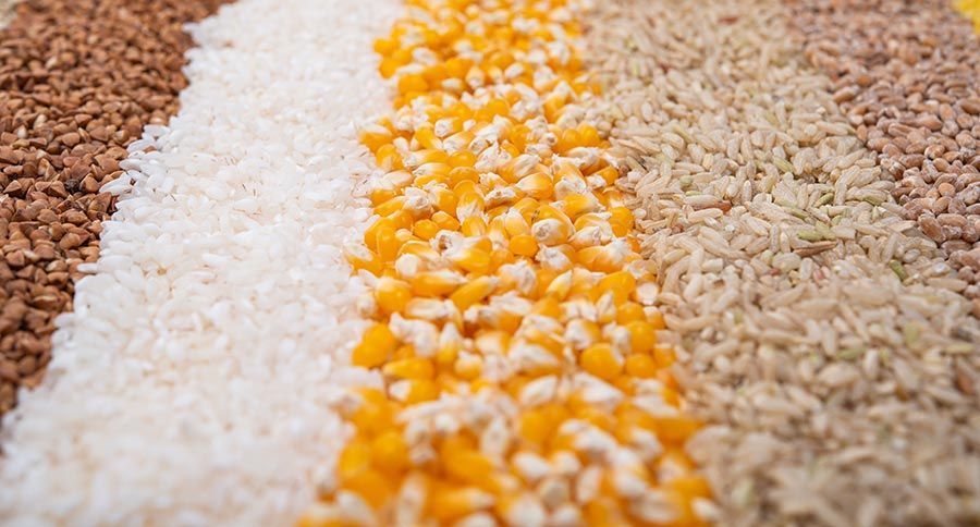 catalogo su cibo