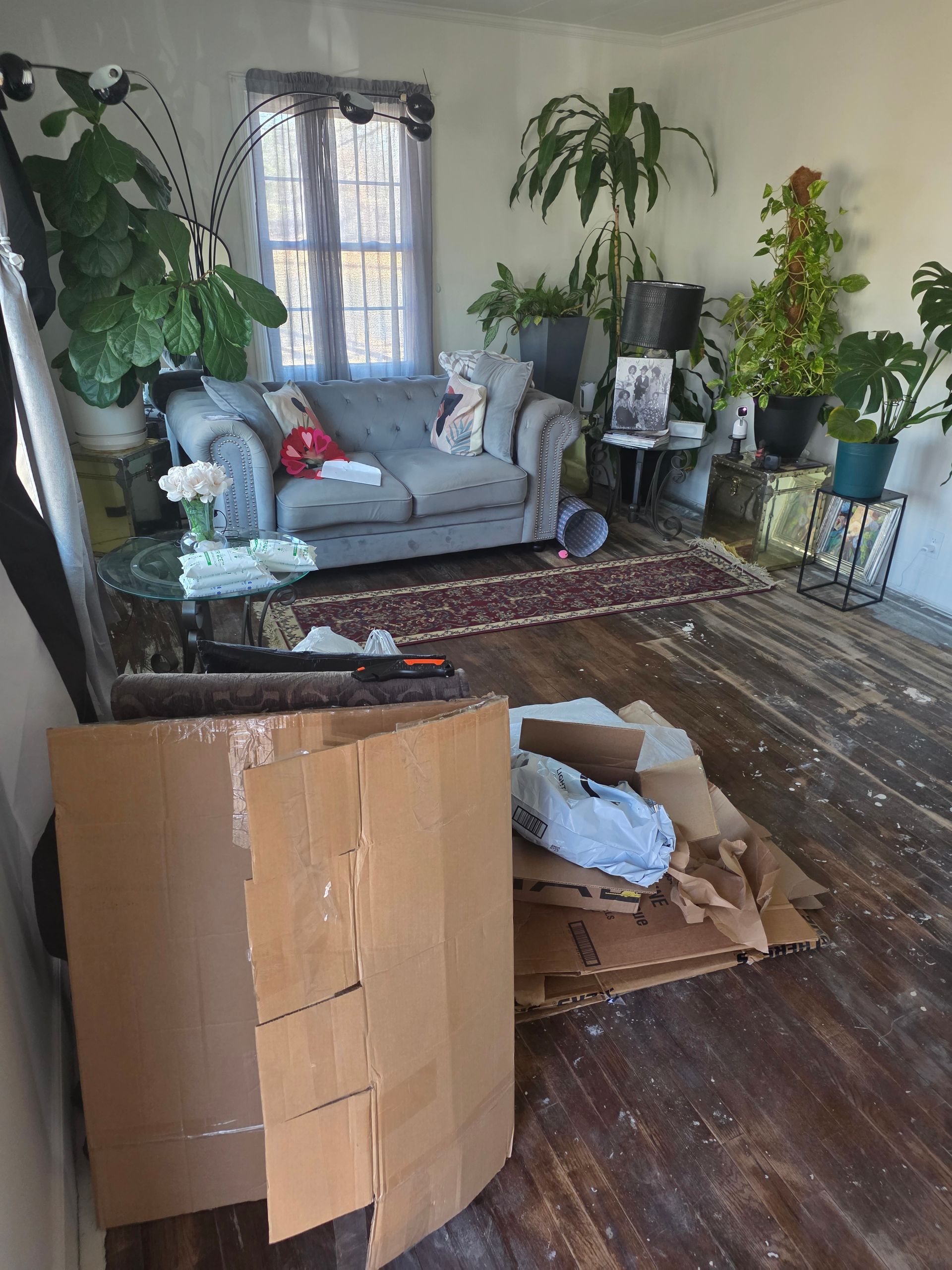 A dog is standing on a wooden floor in a living room.