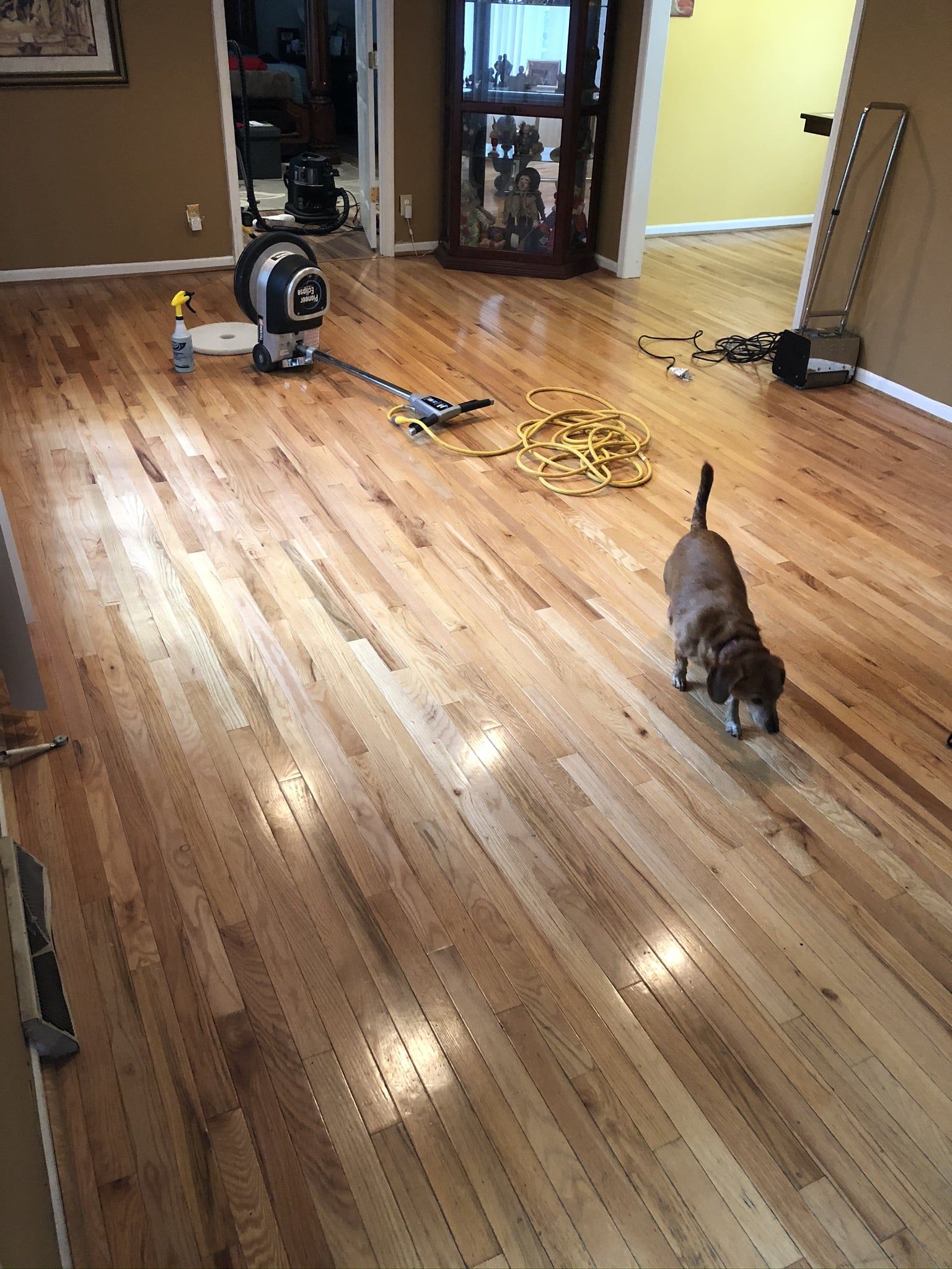 A dog is standing on a wooden floor in a living room.