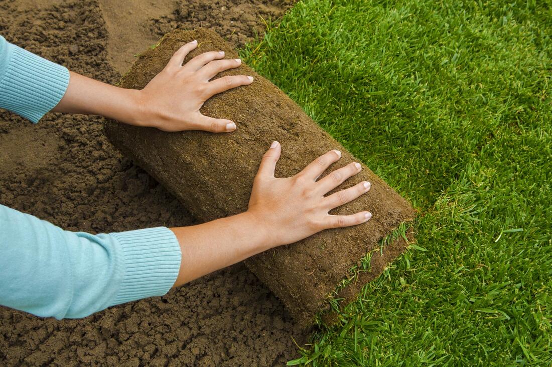 sod installation by rolling out sod roll in Anderson Indiana