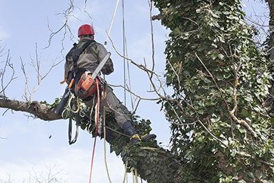 tree pruning