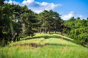 land clearing