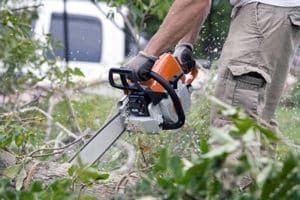 tree removal