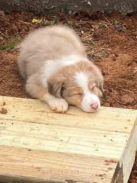 Sleeping tan-and-white puppy resting on dirt beside a wooden plank