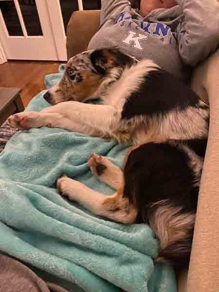 Dog sleeping on a couch under a teal blanket, with a pillow behind it.