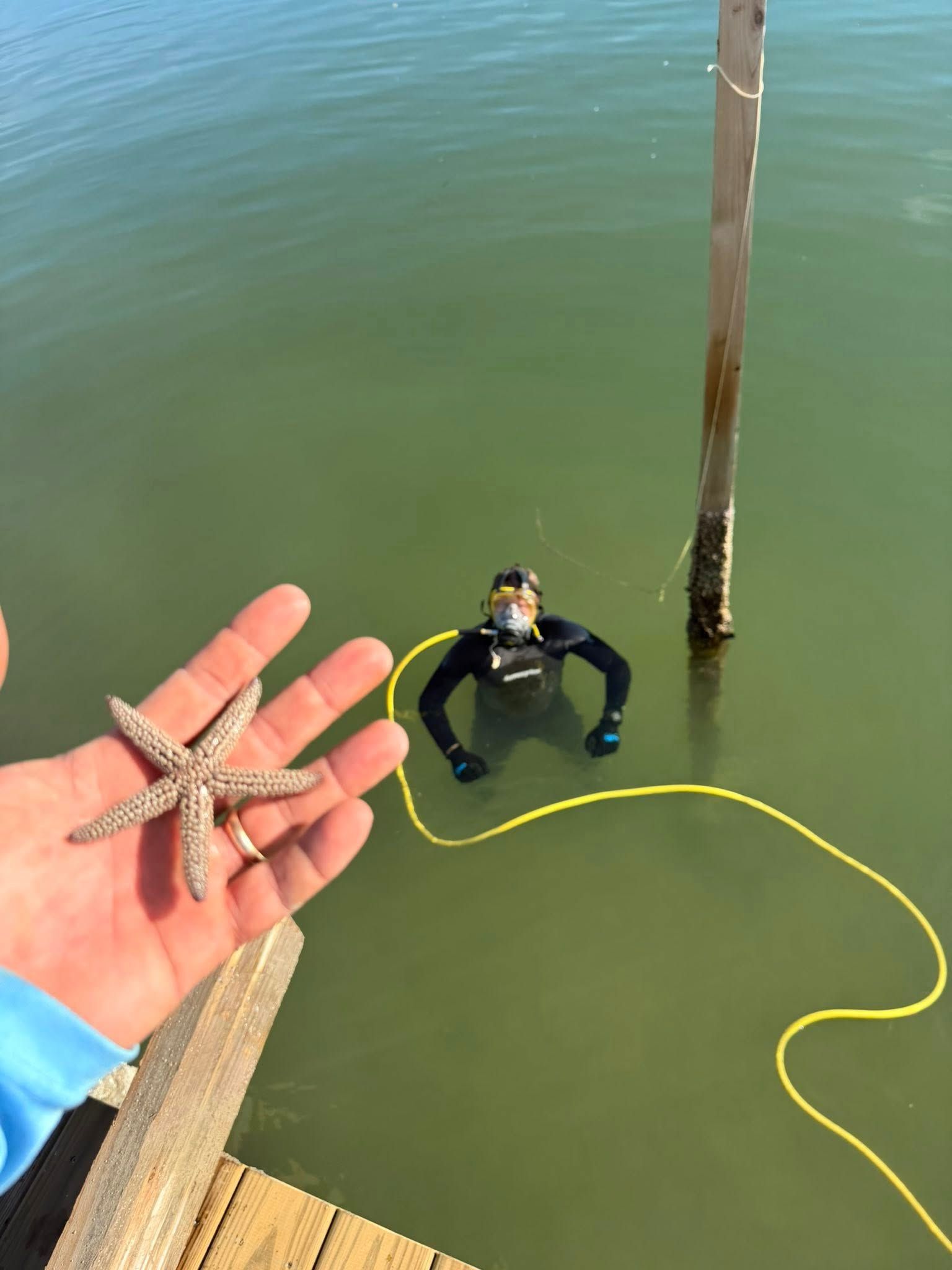 Hand holding a starfish above green water, with a diver and yellow rope beside a dock post.
