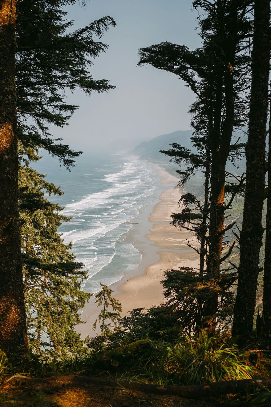 Coastal beach and ocean seen through tall evergreen trees on a sunny day