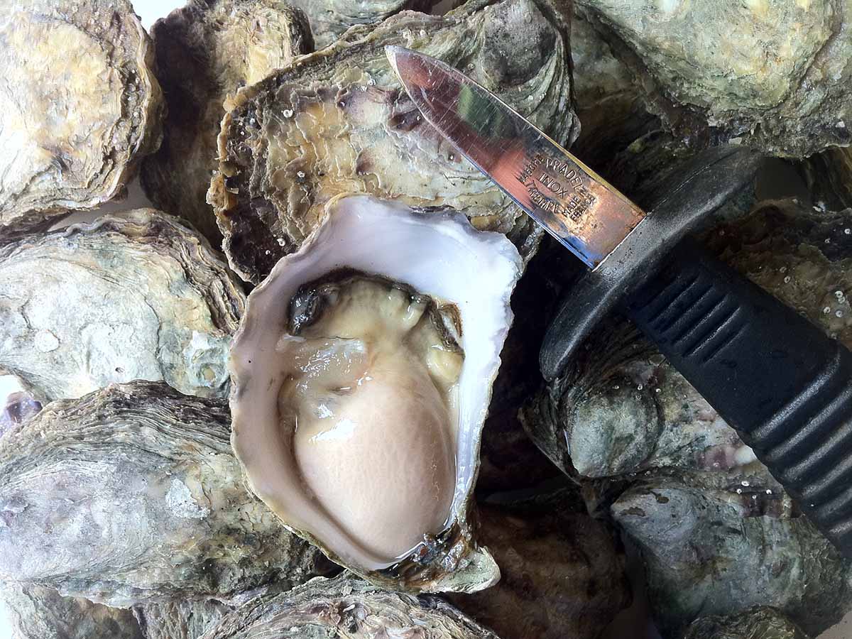 Shucked Osyter from Stirling Oysters, Merimbula
