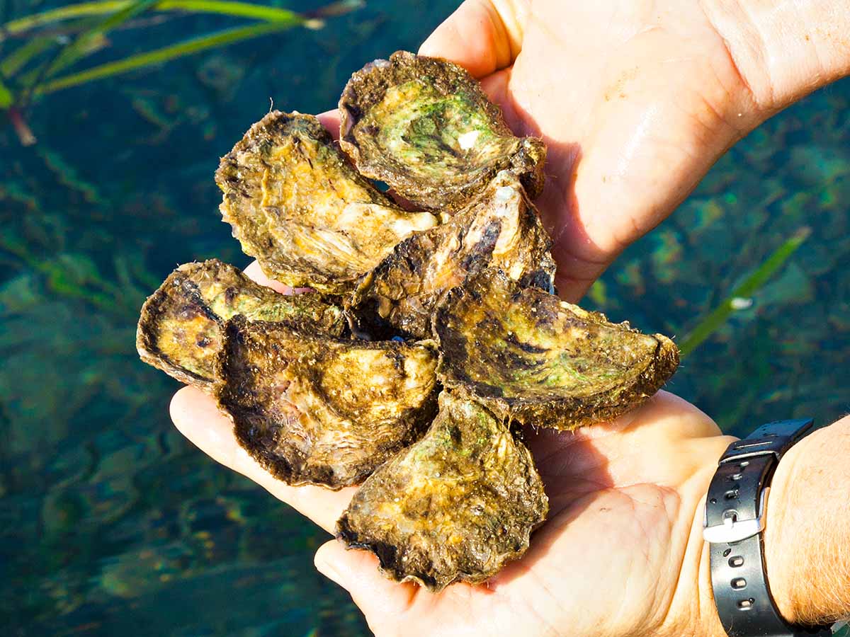 Sydney Rock Oysters at Stirling Oysters, Merimbula