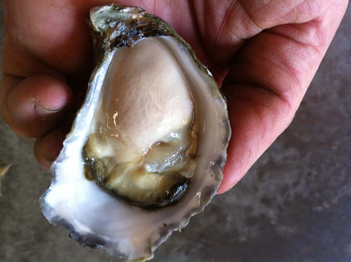 Sydney Rock Oysters grown locally in Merimbula