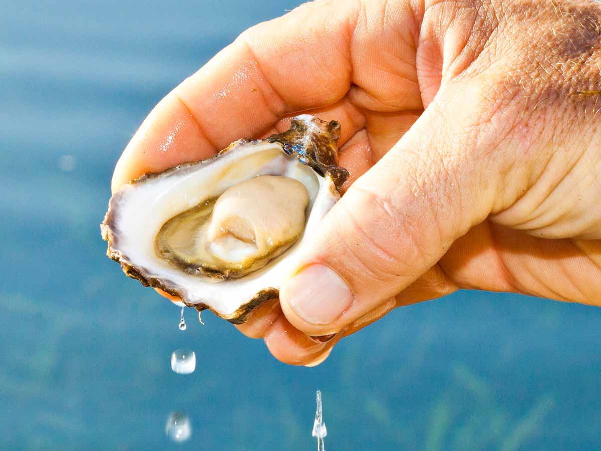 Sydney Rock Oysters grown locally in Merimbula