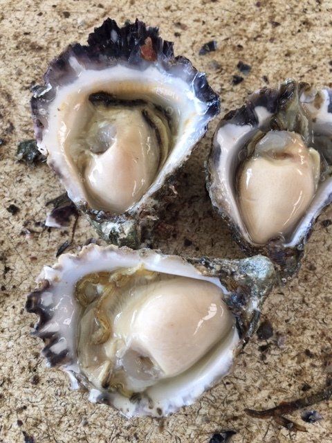 Sydney Rock Oysters grown locally in Merimbula