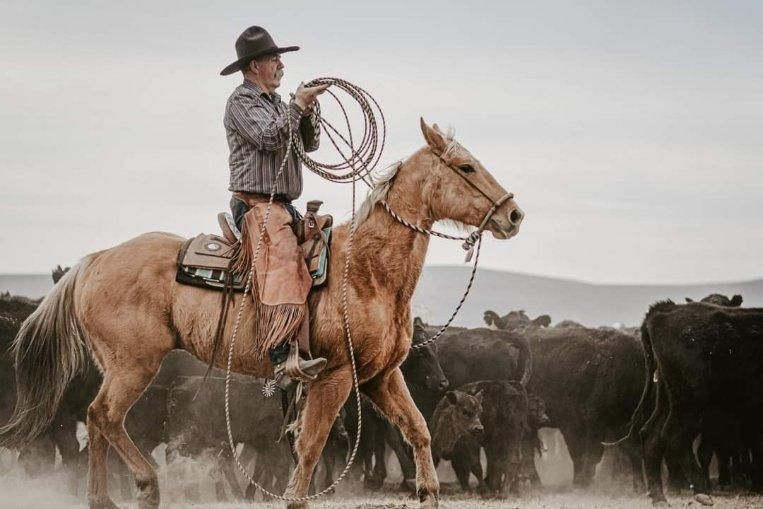 Cowboy on a tan horse lassoing cattle in a dusty ranch scene