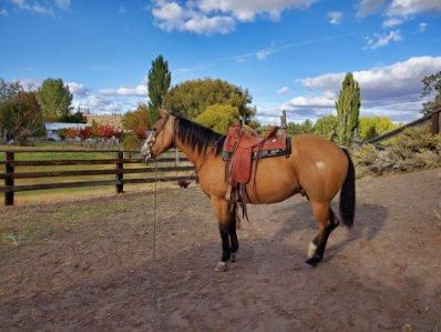 Saddled brown horse standing on a dirt path near a fenced pasture under a blue sky
