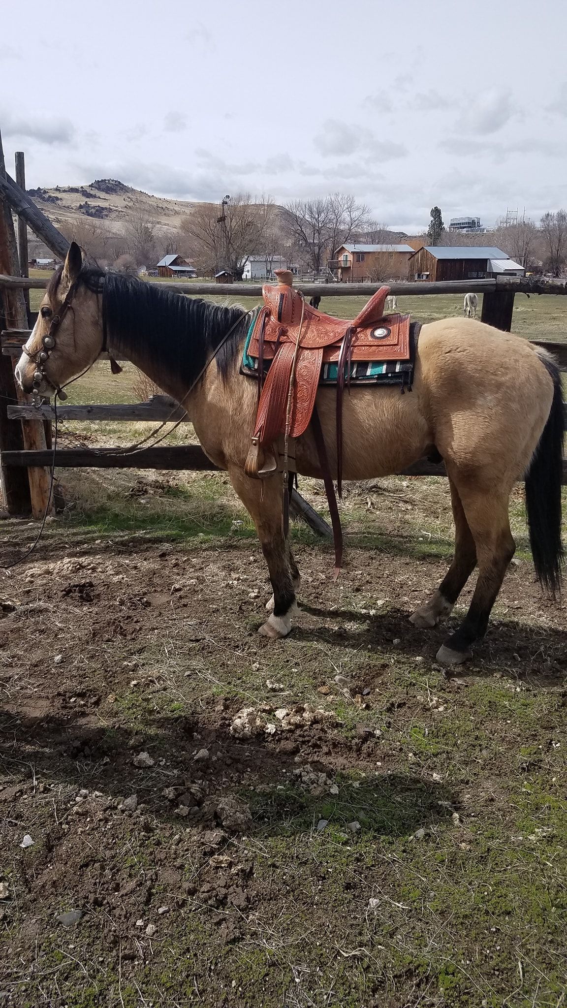 Saddled tan horse standing in a fenced outdoor pasture