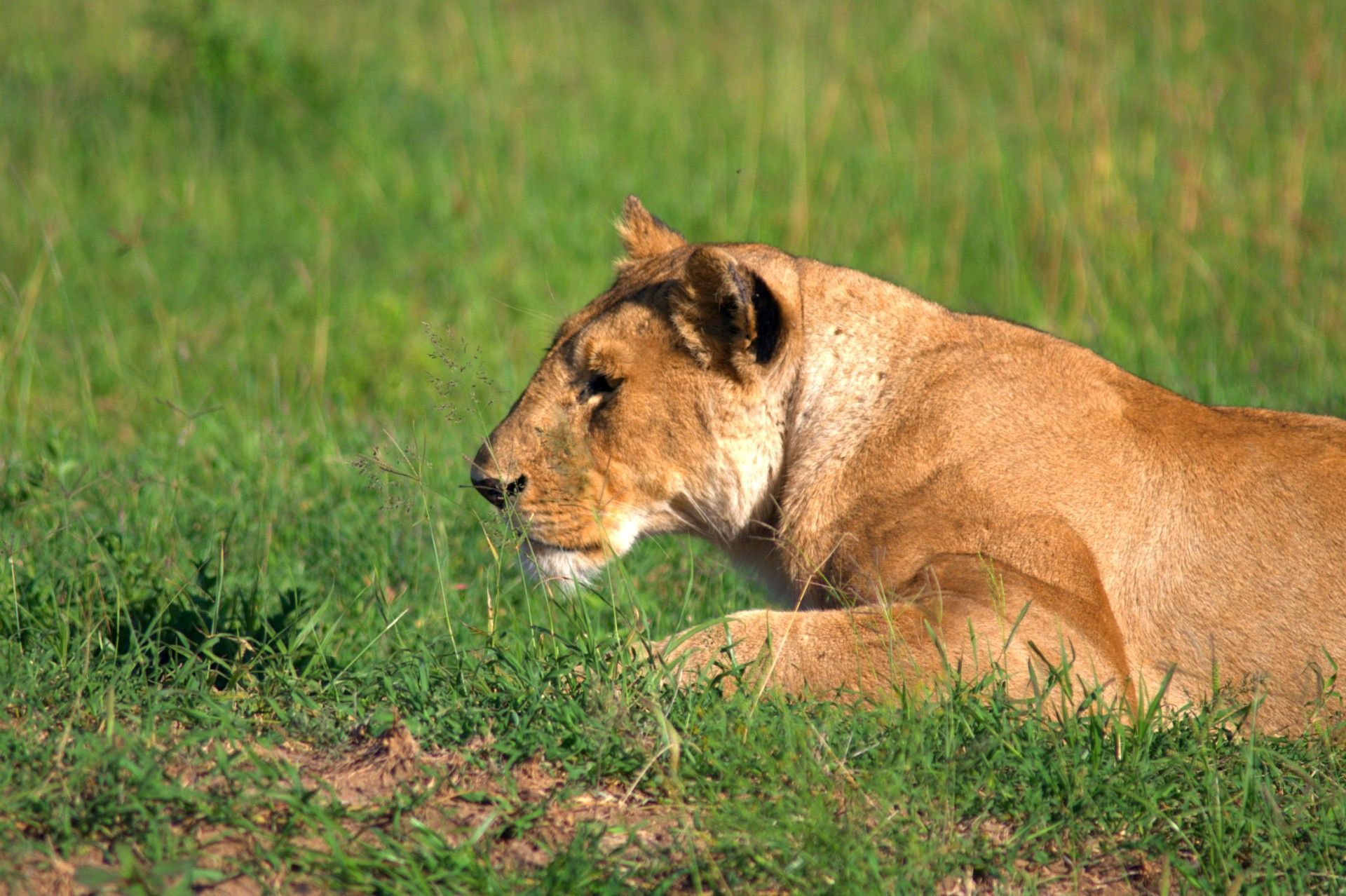 Lion seen while on safari in the Maasai Mara National Reserve, Kenya