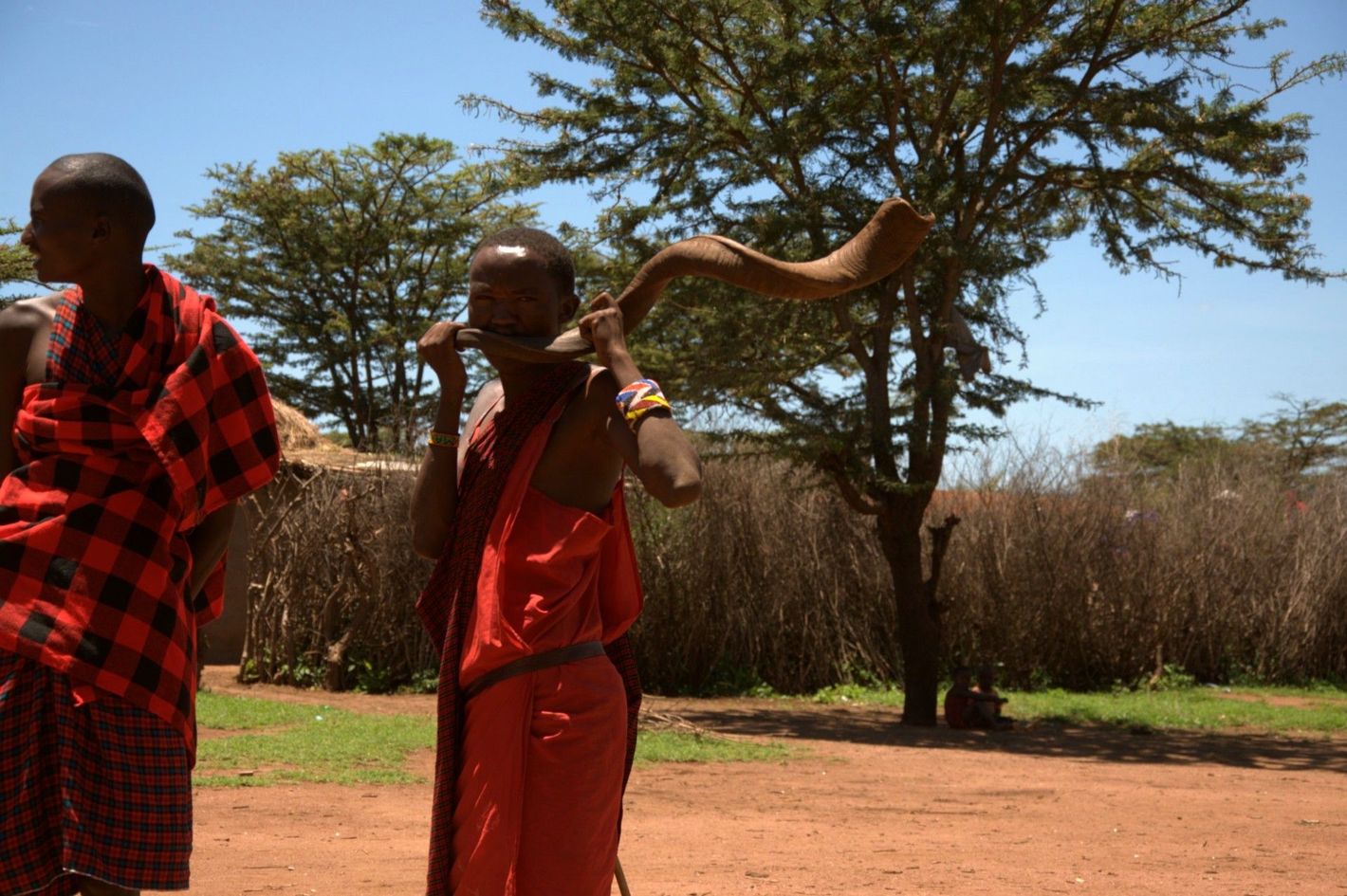 Maasai man using a kudu horn to signal the goat herders back home, in his traditional Maasai village in the Maasai Mara, Kenya