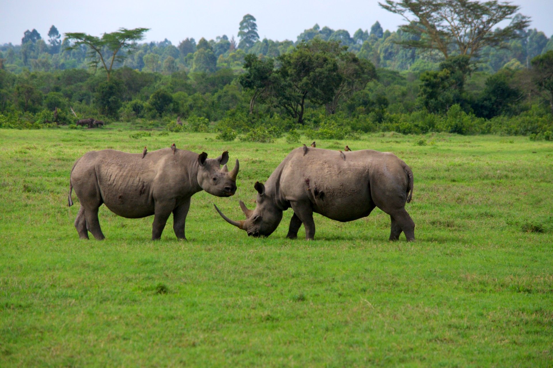 Two black rhinos seen during safari in Ol Pejeta Conservancy, Laikipia County, Kenya