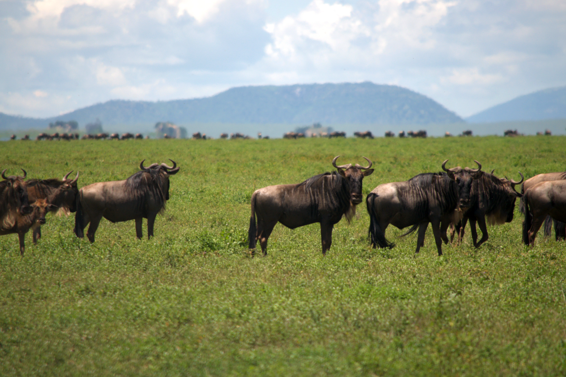 Wildebeest during the great migration in the Ndutu plains of Southern Serengeti National Park, Tanzania, seen during safari