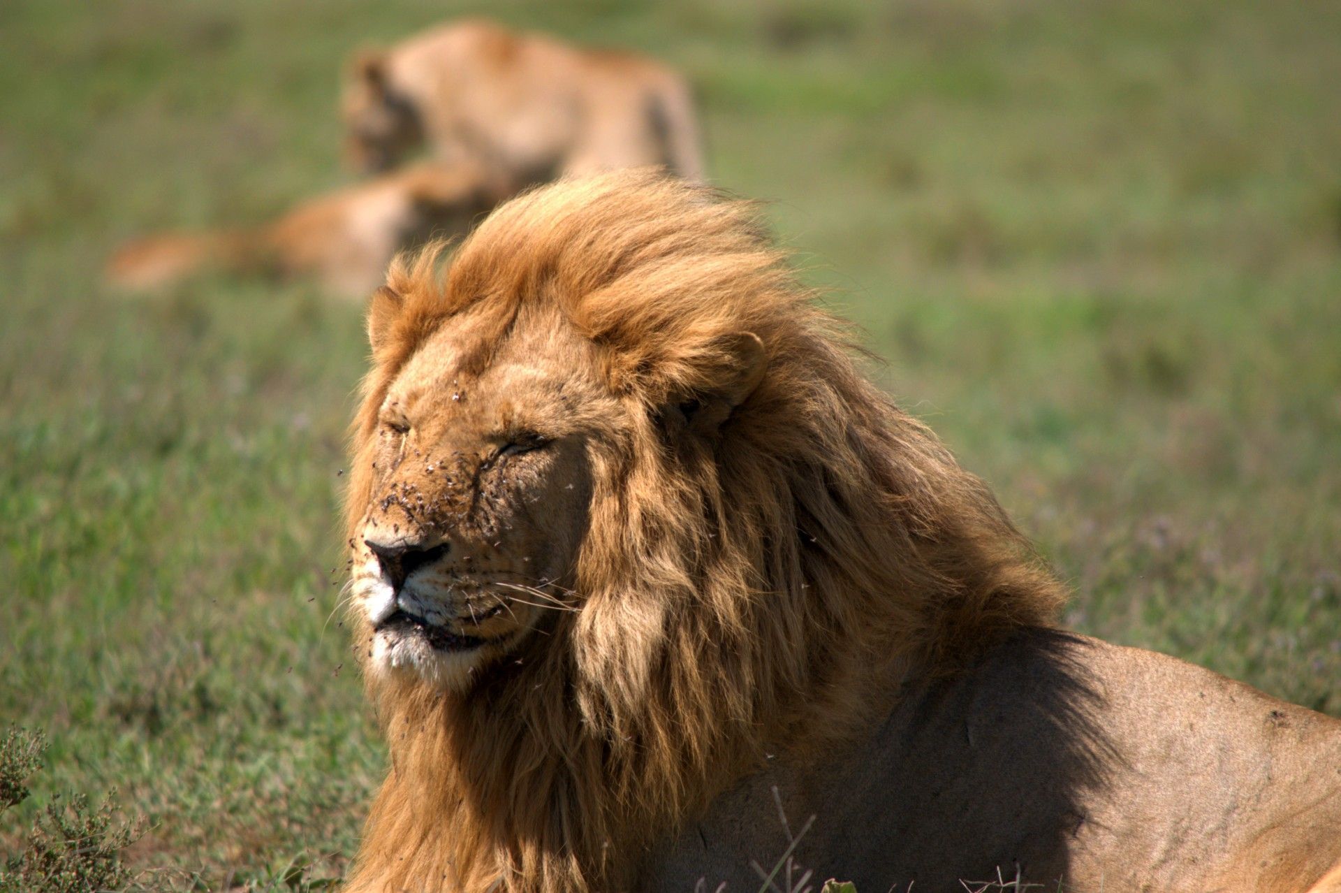 Lion seen while on safari in the Ndutu region of Serengeti National Park, Tanzania