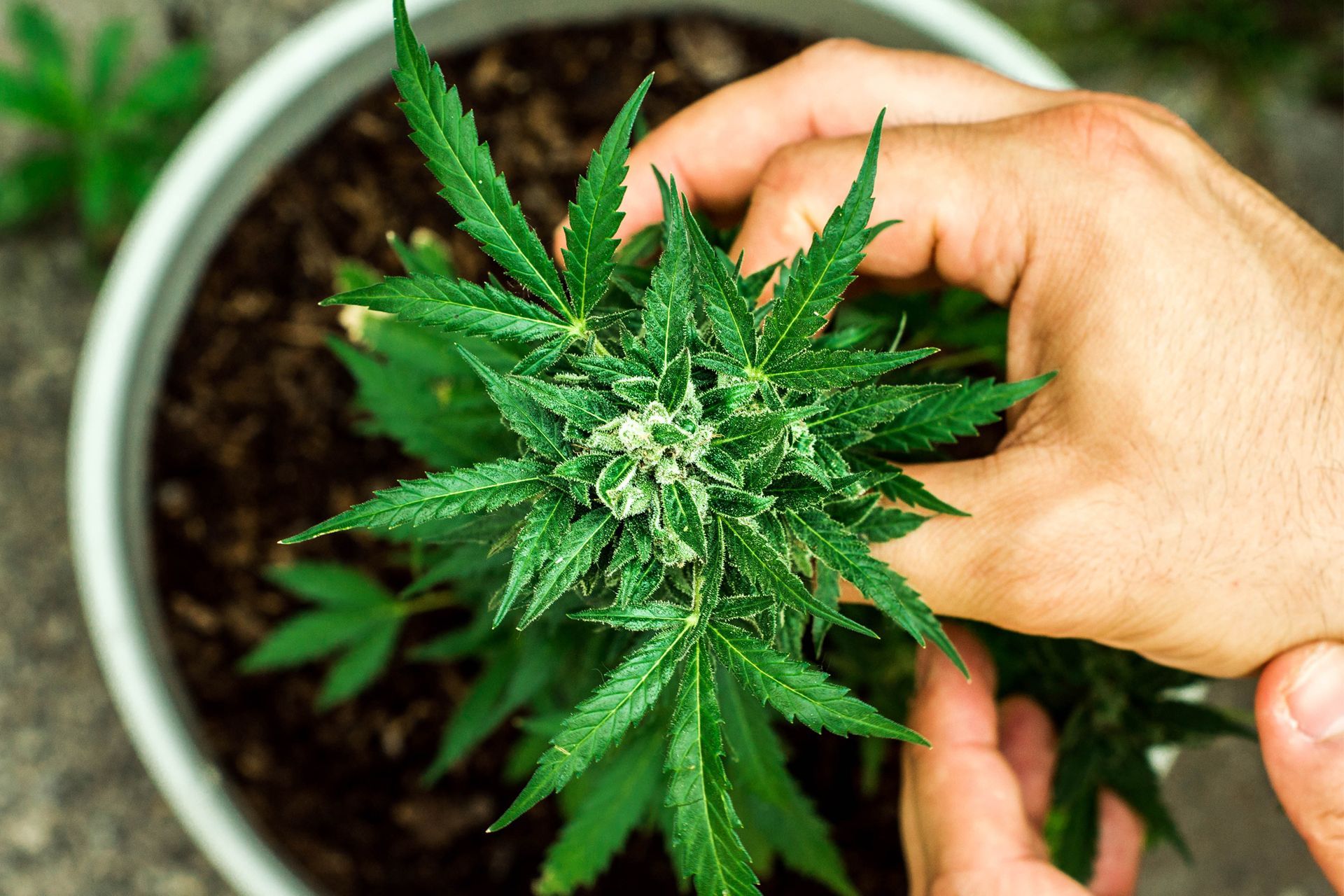 Hands tending to a potted cannabis plant with green leaves and white buds.