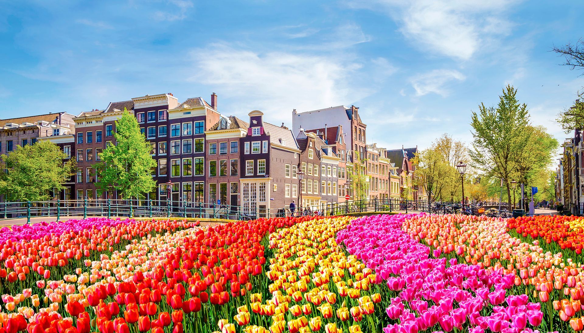 Tulip field with bright pink, red, and orange flowers beside canal houses under a blue sky